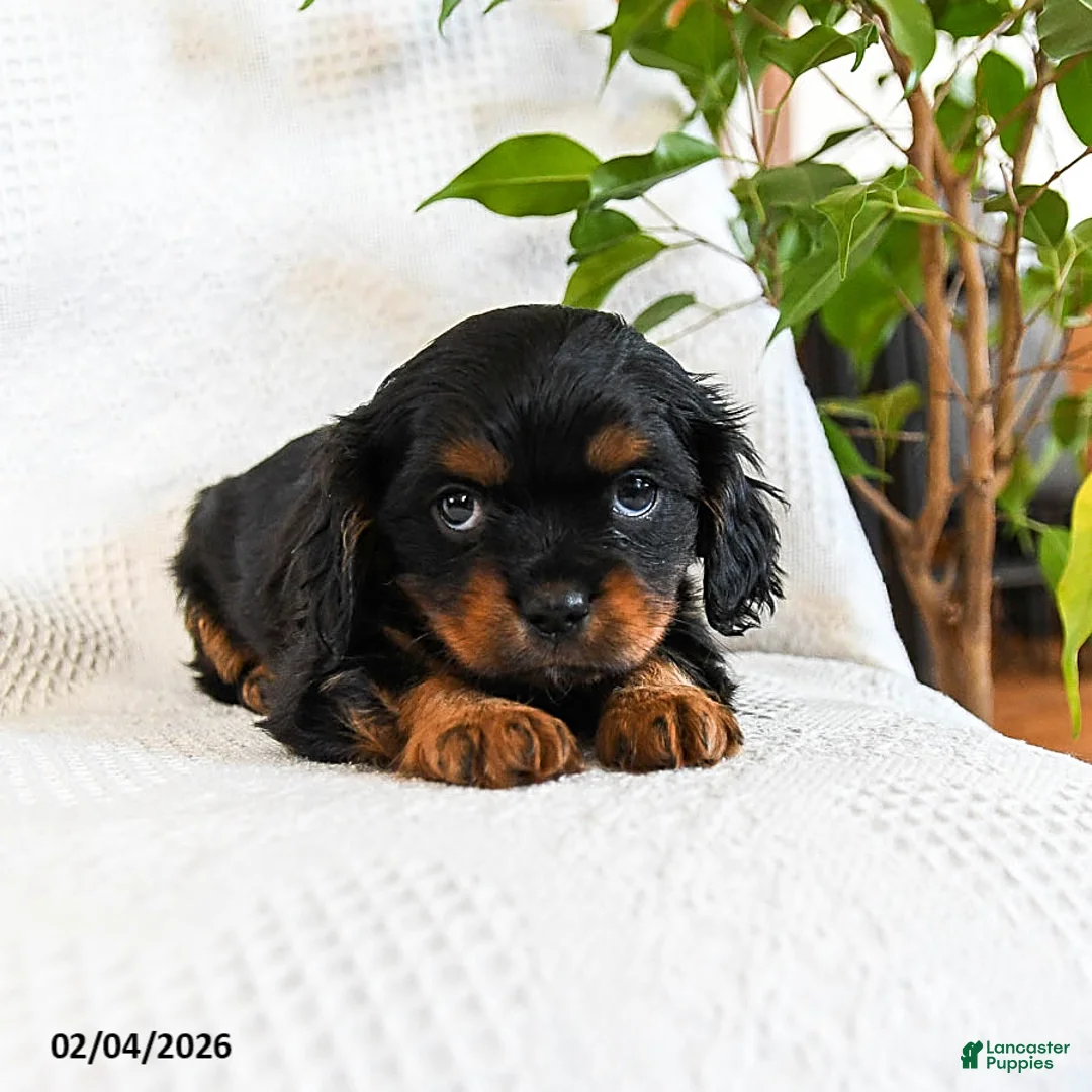 Mixed Breed dogs for sale: Matcha - Ad 4