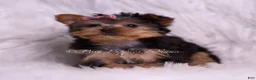 Yorkshire Terrier dogs for sale: Tiny Tina - Ad 3