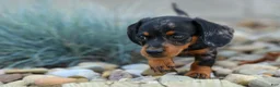 Miniature Dachshund dogs for sale:  Tilly 🎀 - Ad 6
