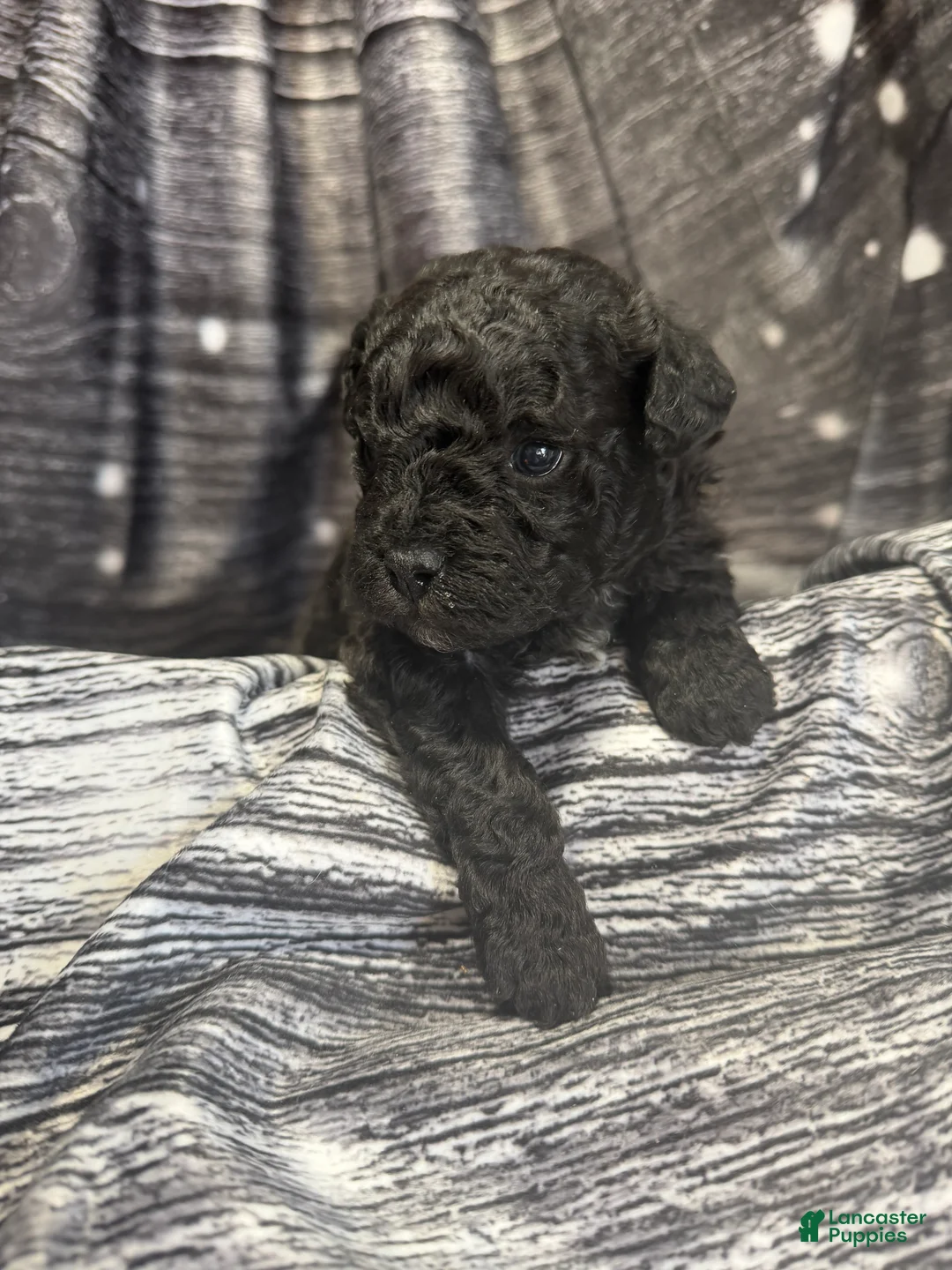 Maltipoo dogs for sale: Maltipoo Puppy 1 - Ad 3