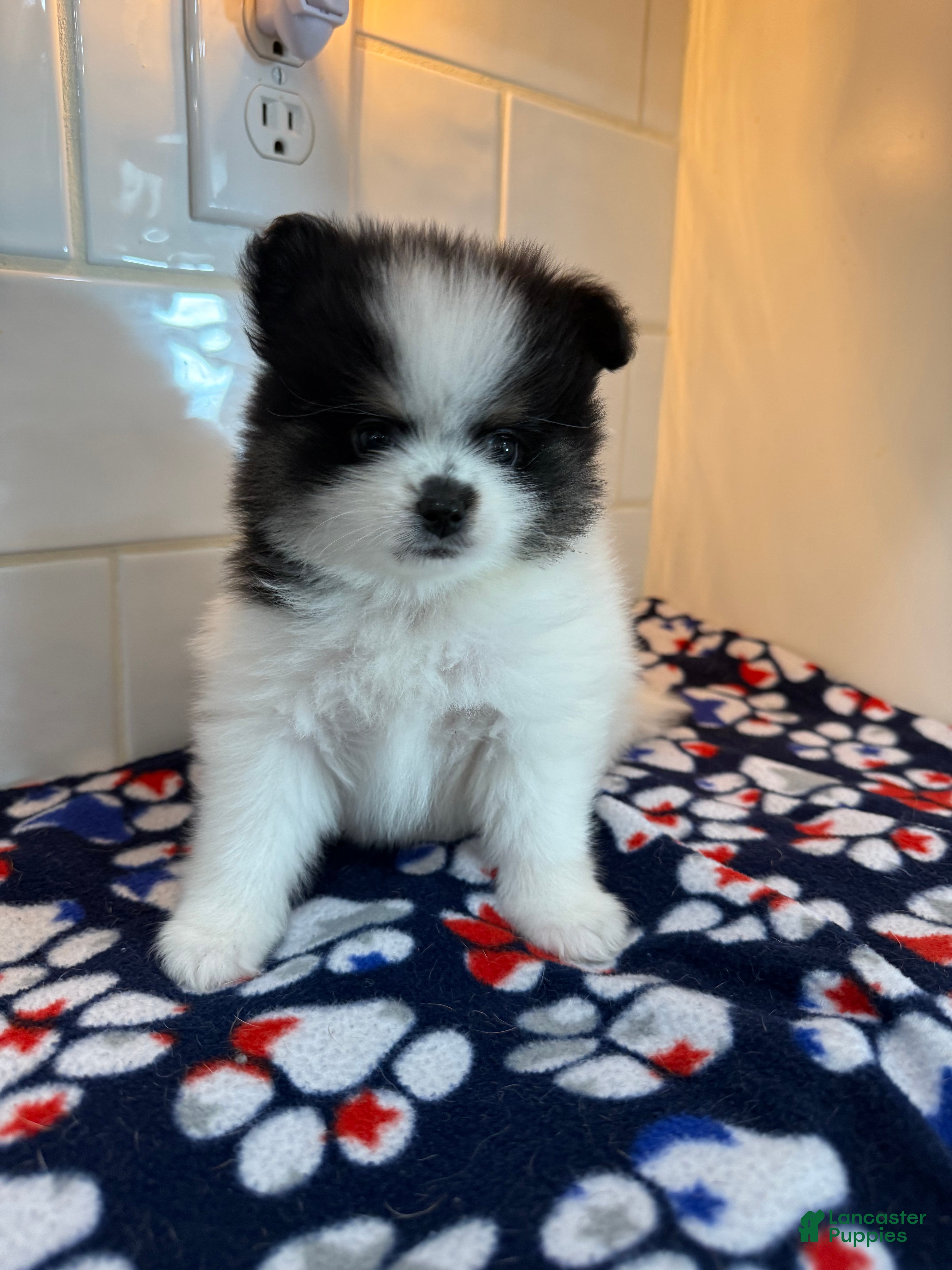 Pomeranian dogs Leo - Ad 2