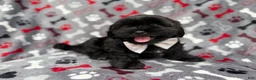 Shih Tzu dogs for sale: Scout - Ad 7