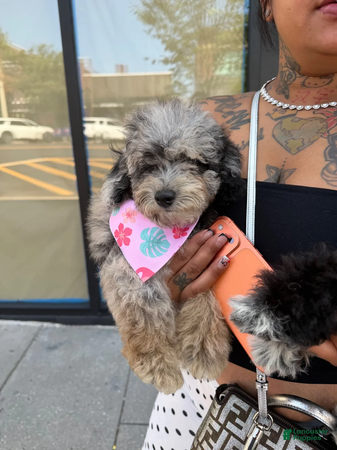 Miniature Poodle dogs for sale: Melody  - Ad 1