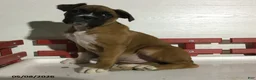 Boxer dogs for sale: Reba - Ad 5