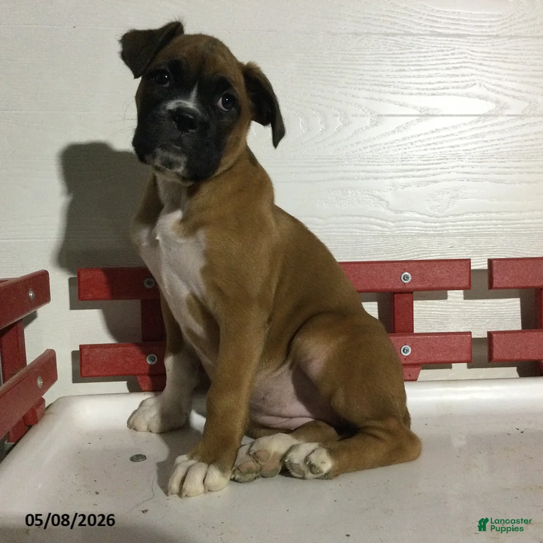 Boxer dogs for sale: Reba - Ad 5