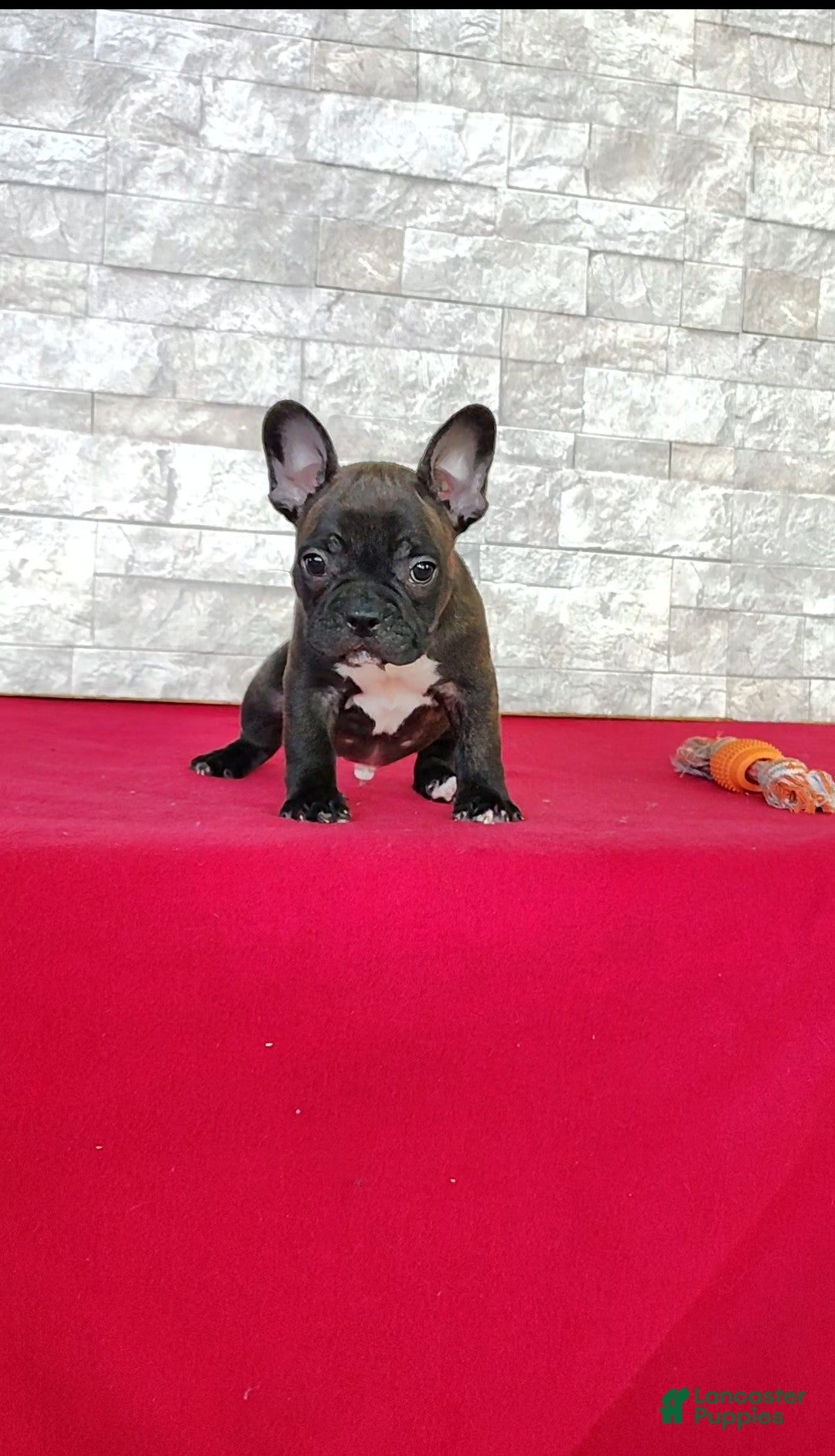 Frenchton dogs Benji - Ad 2