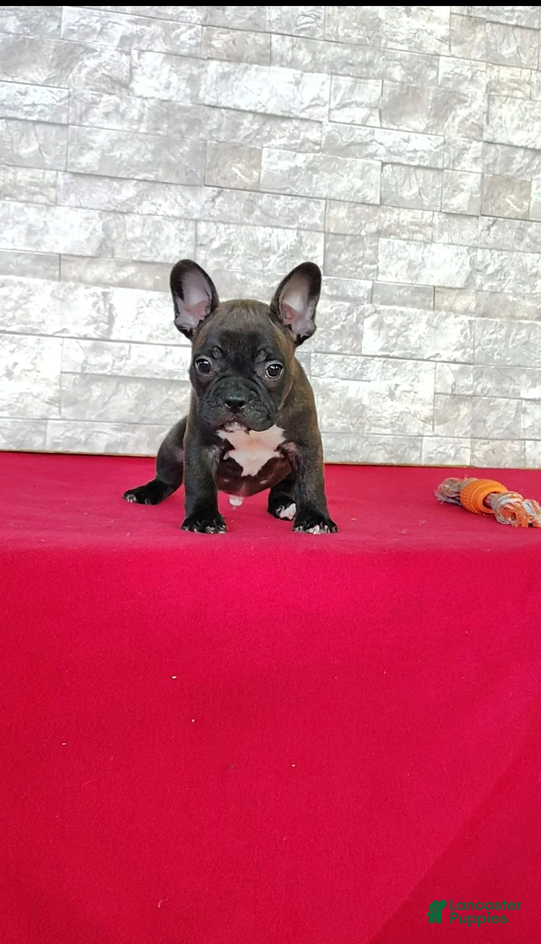 Frenchton dogs for sale: Benji - Ad 2