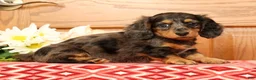 Miniature Dachshund dogs for sale: Tina - Ad 6