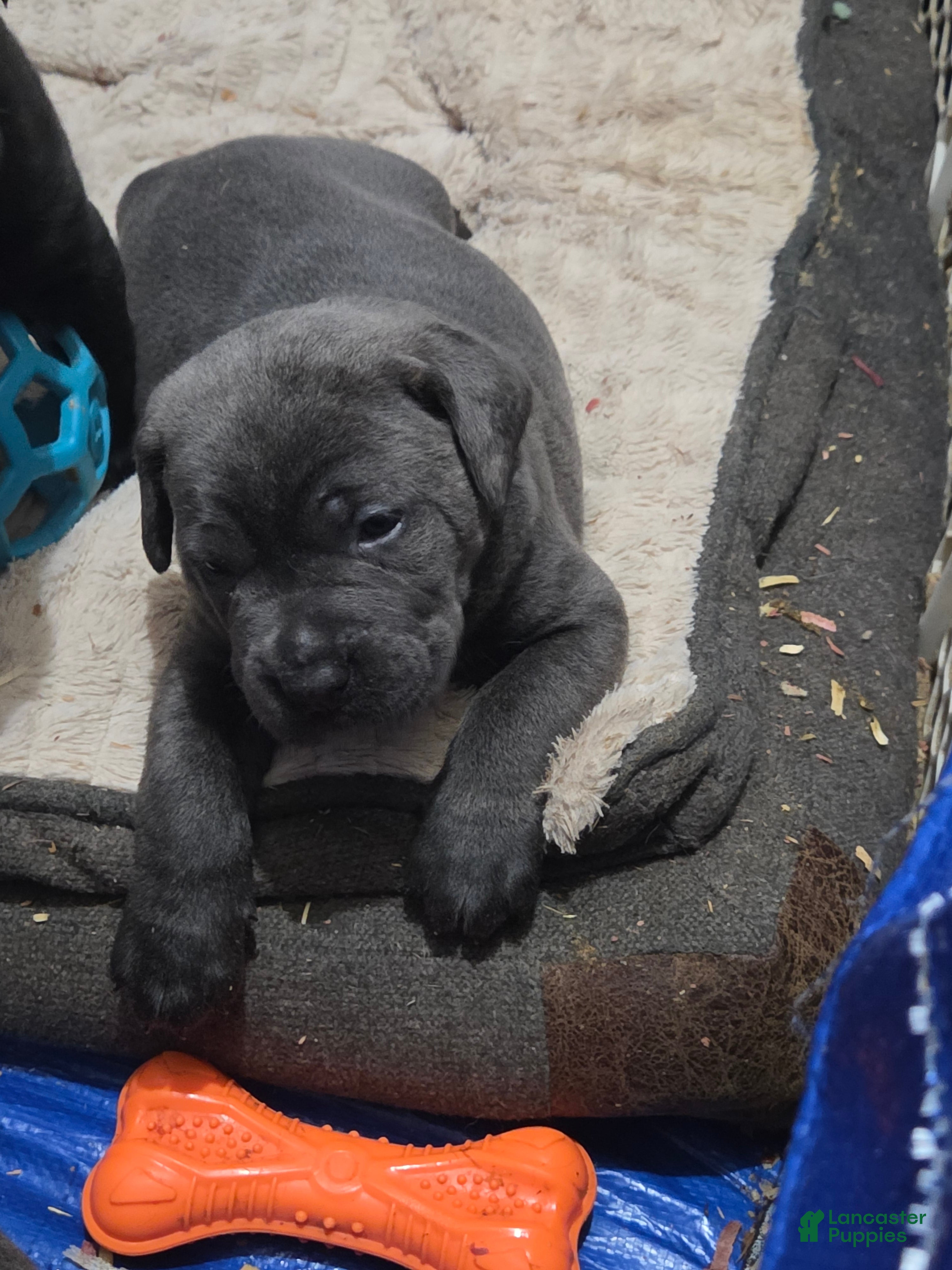 Cane Corso dogs Cane Corso 6 - Ad 31