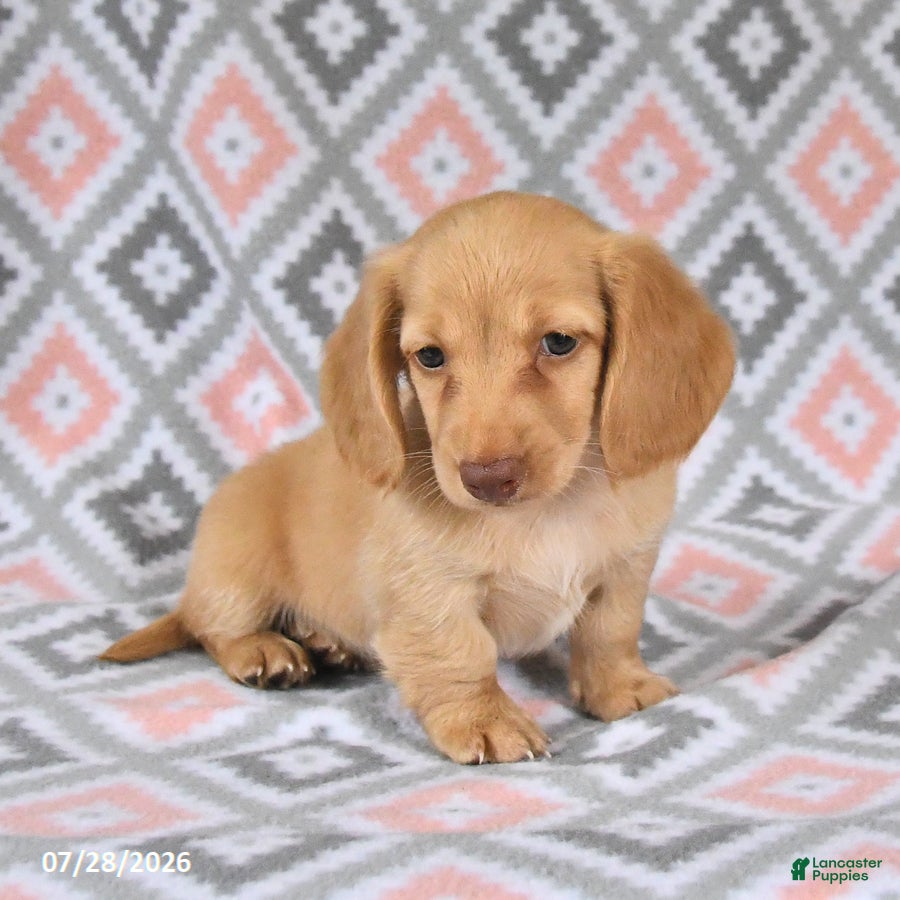 Dachshund dogs Peanut  - Ad 2