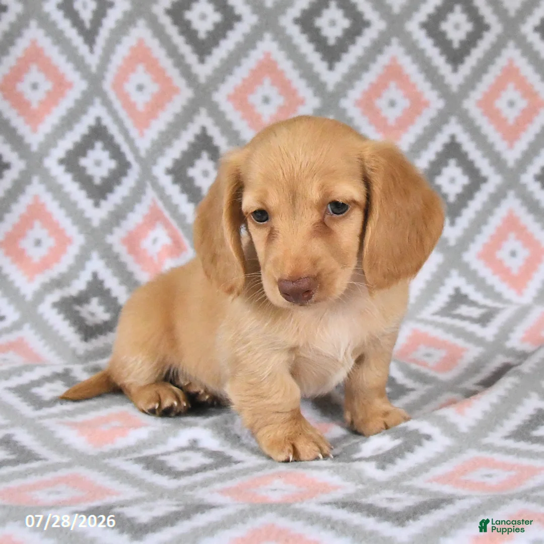 Dachshund dogs for sale: Peanut  - Ad 2