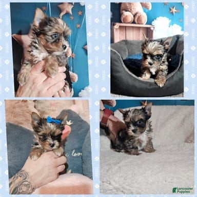 Yorkshire Terrier dogs Armani - Ad 3