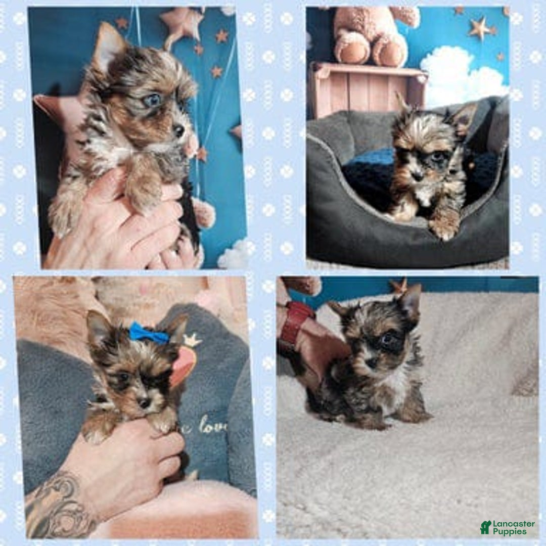 Yorkshire Terrier dogs for sale: Armani - Ad 1