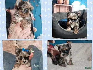 Yorkshire Terrier dogs Armani - Ad 4