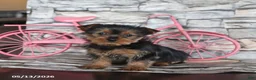 Yorkshire Terrier dogs for sale: Joy - Ad 3