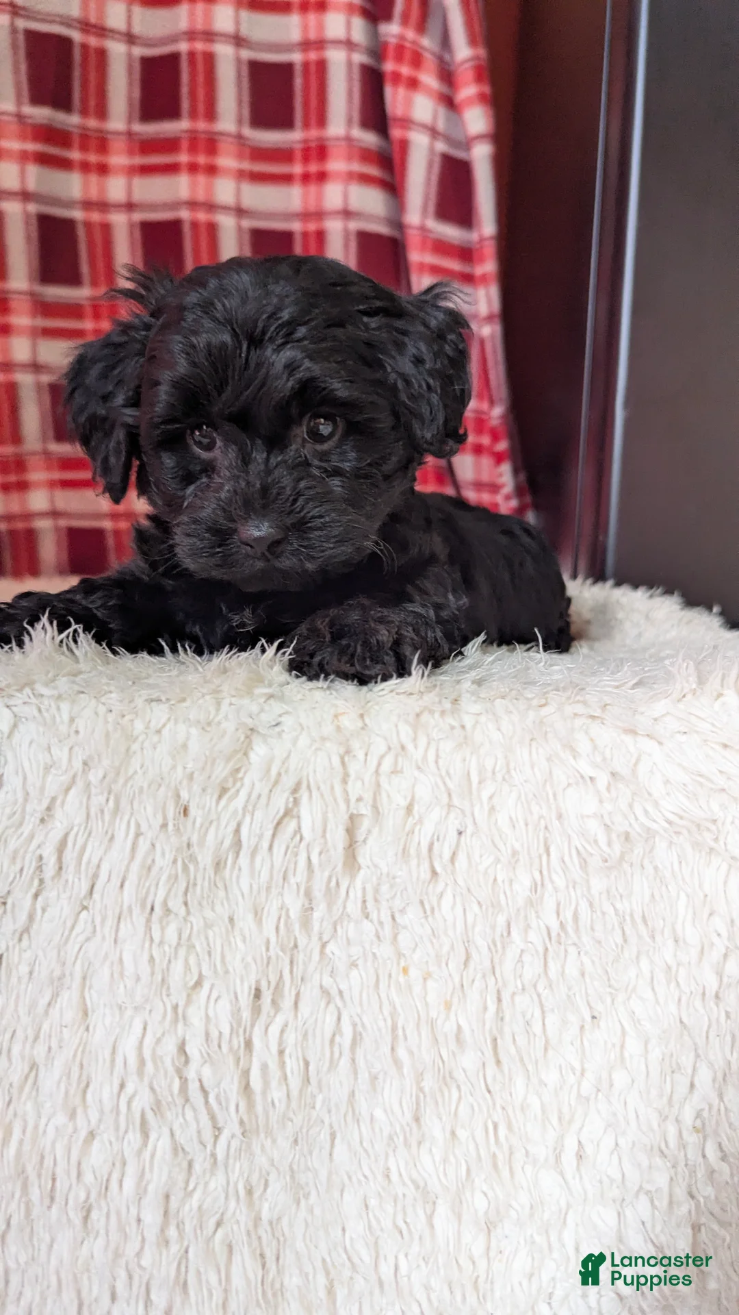Yorkiepoo dogs for sale: Tyson  - Ad 2