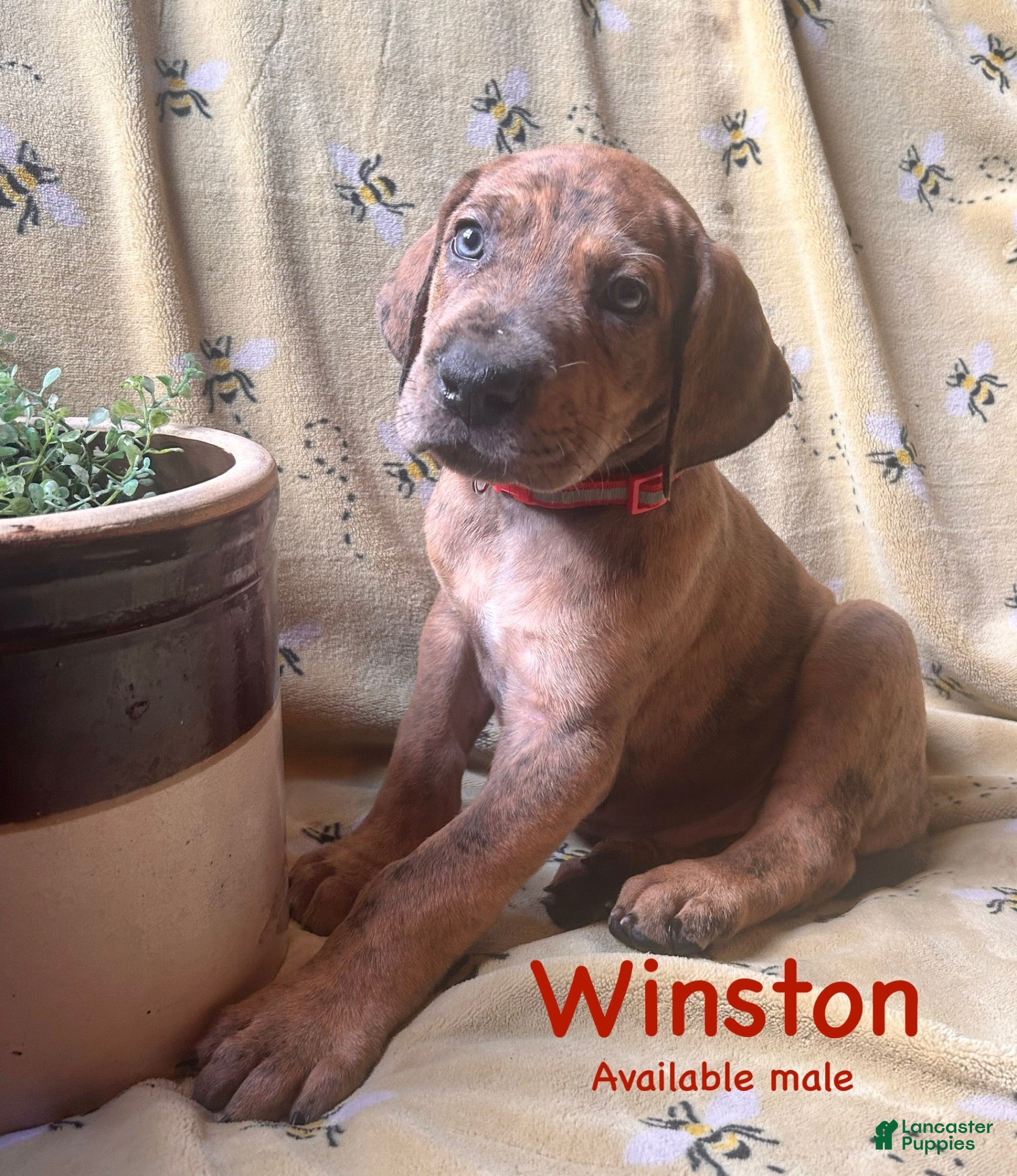 Great Dane dogs Winston - Ad 29