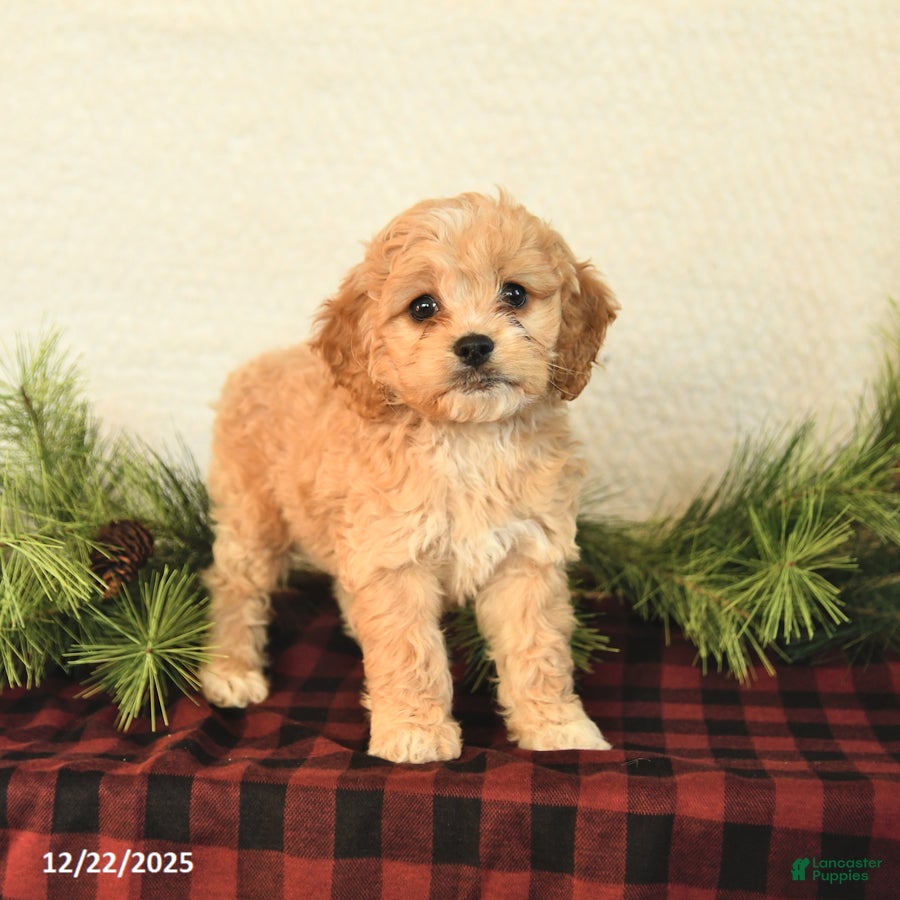 Cockapoo dogs Zoey - Ad 9