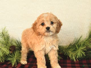Cockapoo dogs Zoey - Ad 37