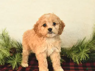Cockapoo dogs Zoey - Ad 35