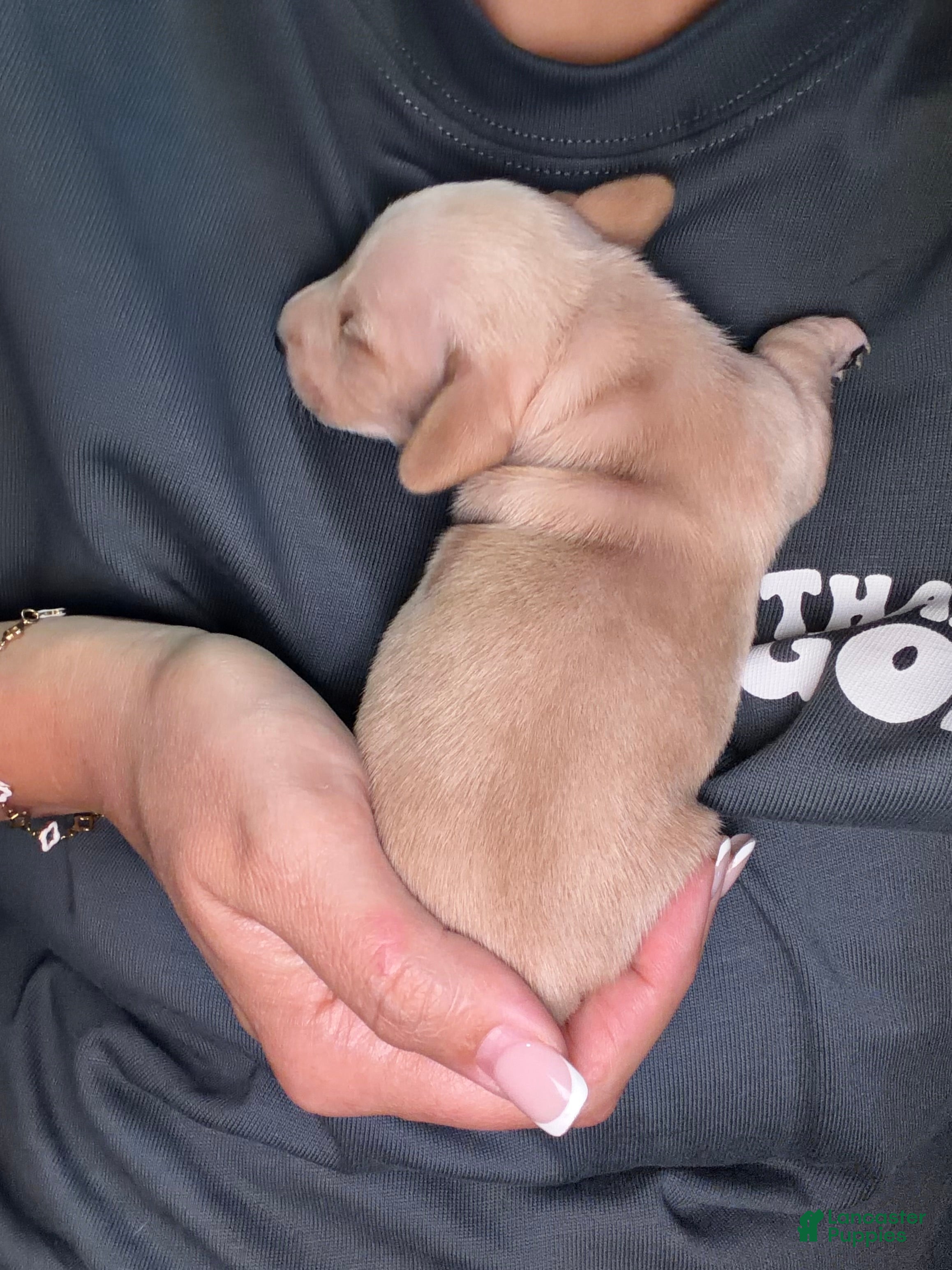 Miniature Dachshund dogs Beignet  - Ad 7
