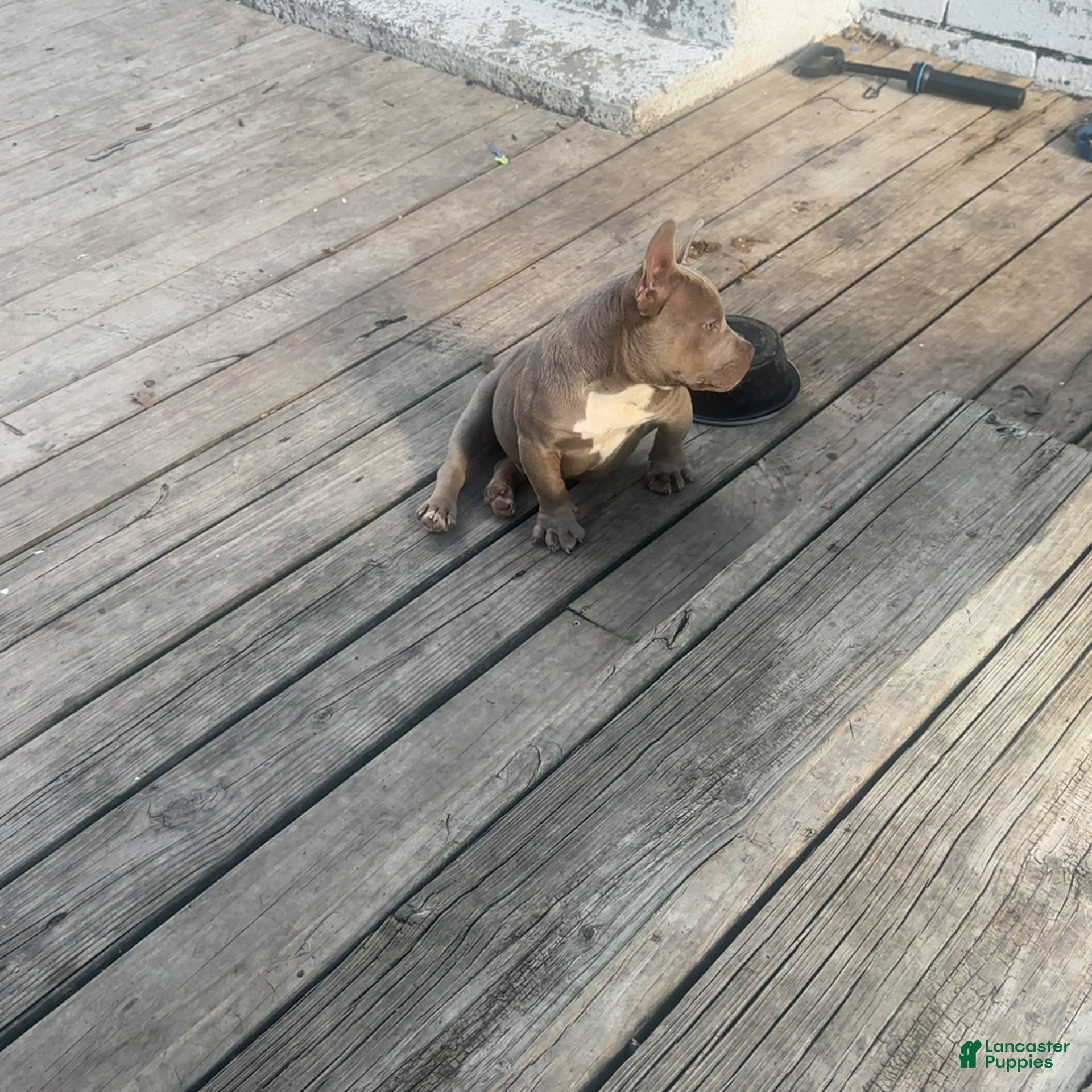 American Bully dogs Gotti - Ad 2