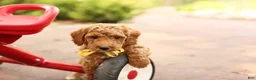 Mini Goldendoodle dogs for sale: Coleman - Ad 1