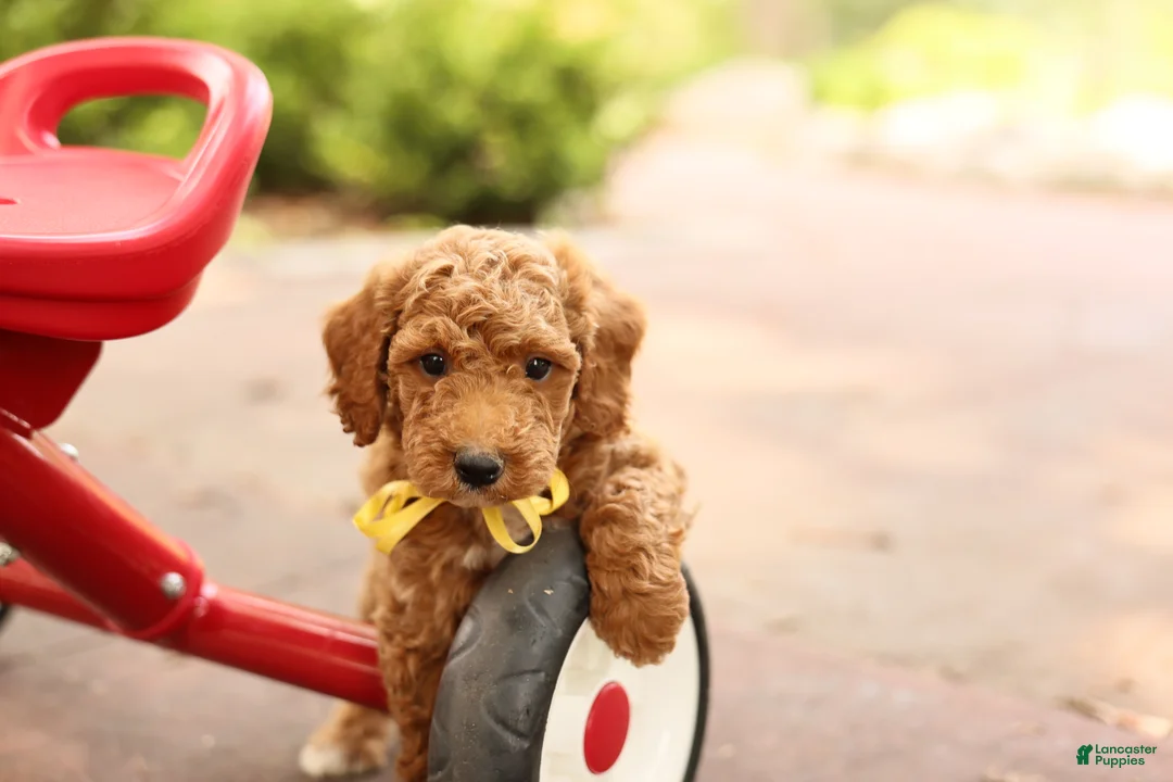 Mini Goldendoodle dogs for sale: Coleman - Ad 1