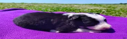 Border Collie dogs for sale: Eco - Ad 18