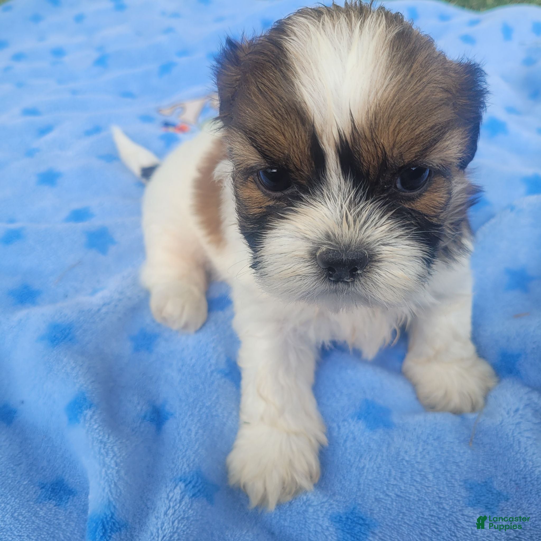 Shih Tzu dogs Shih Tzu 2 - Ad 7