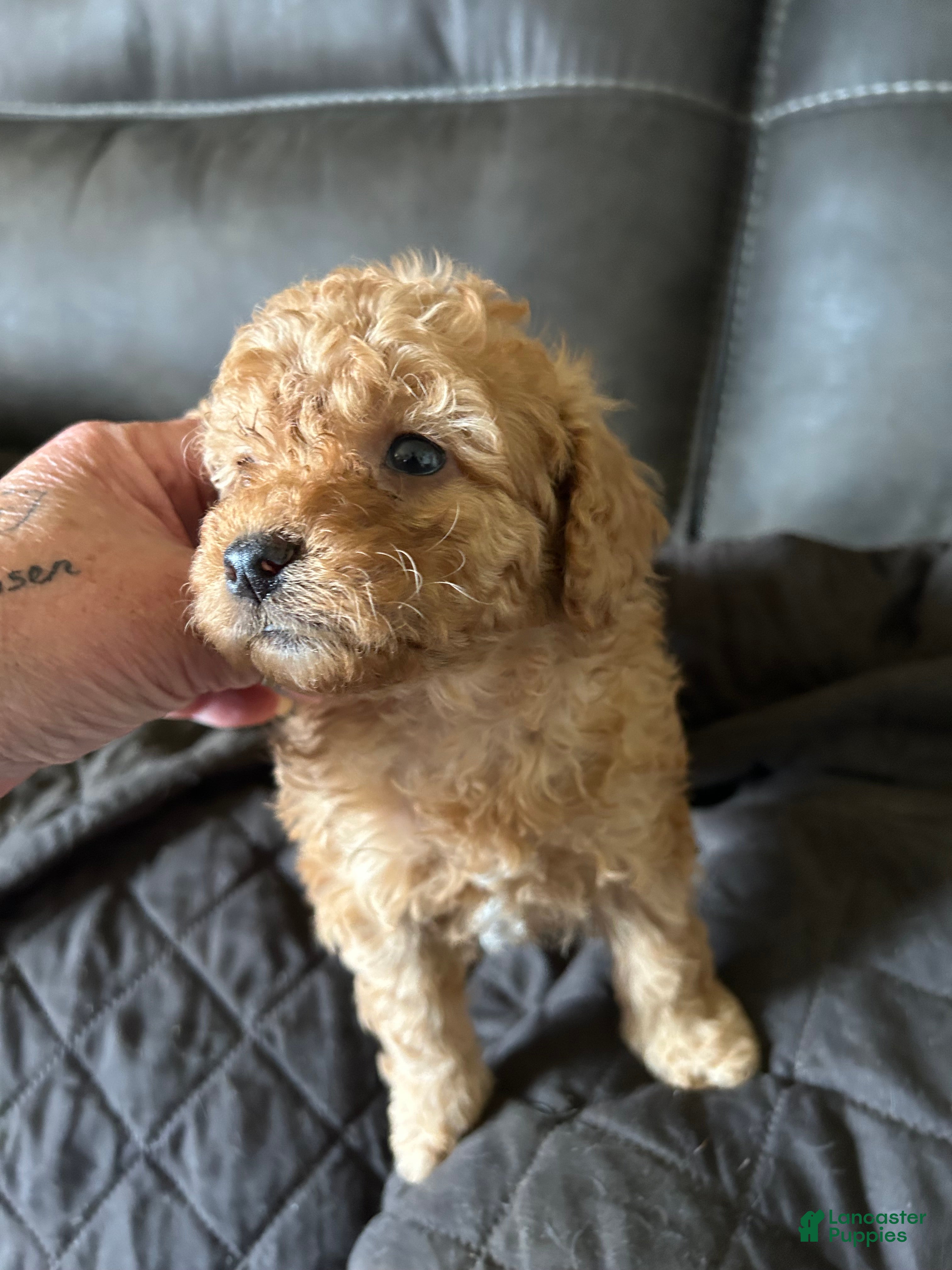 Cavapoo dogs Cavapoo 1 Mocha  - Ad 2