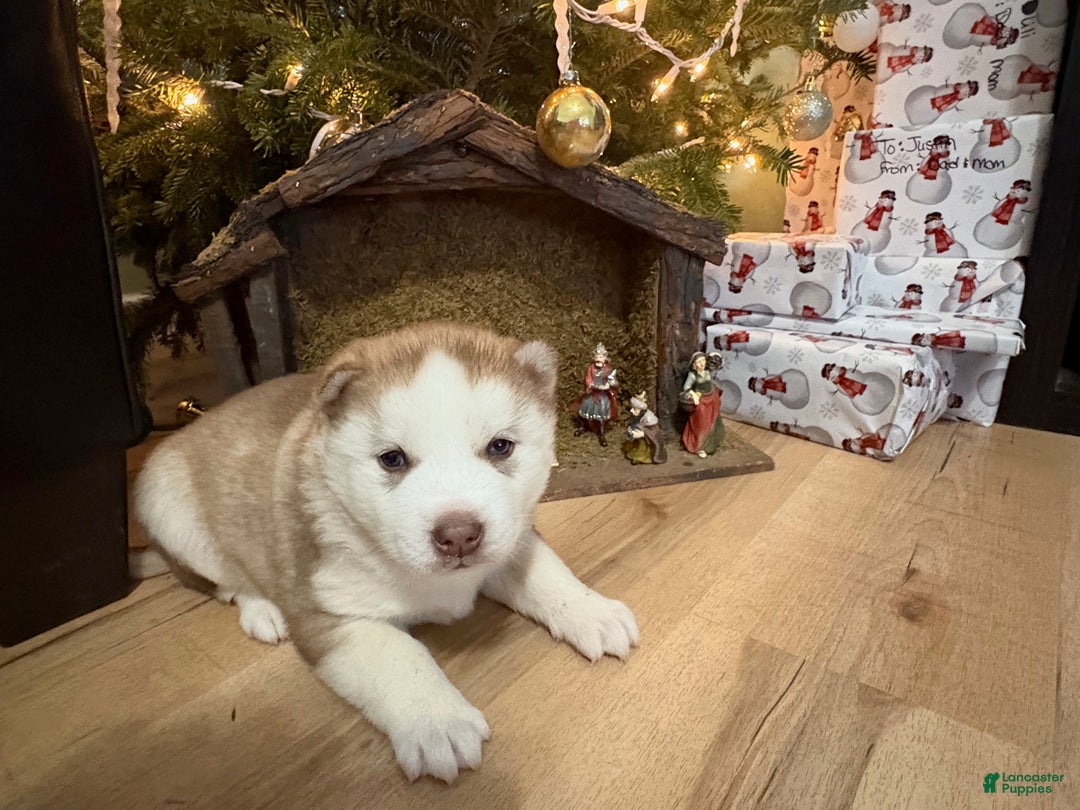 Mixed Breed dogs for sale: David - Ad 12