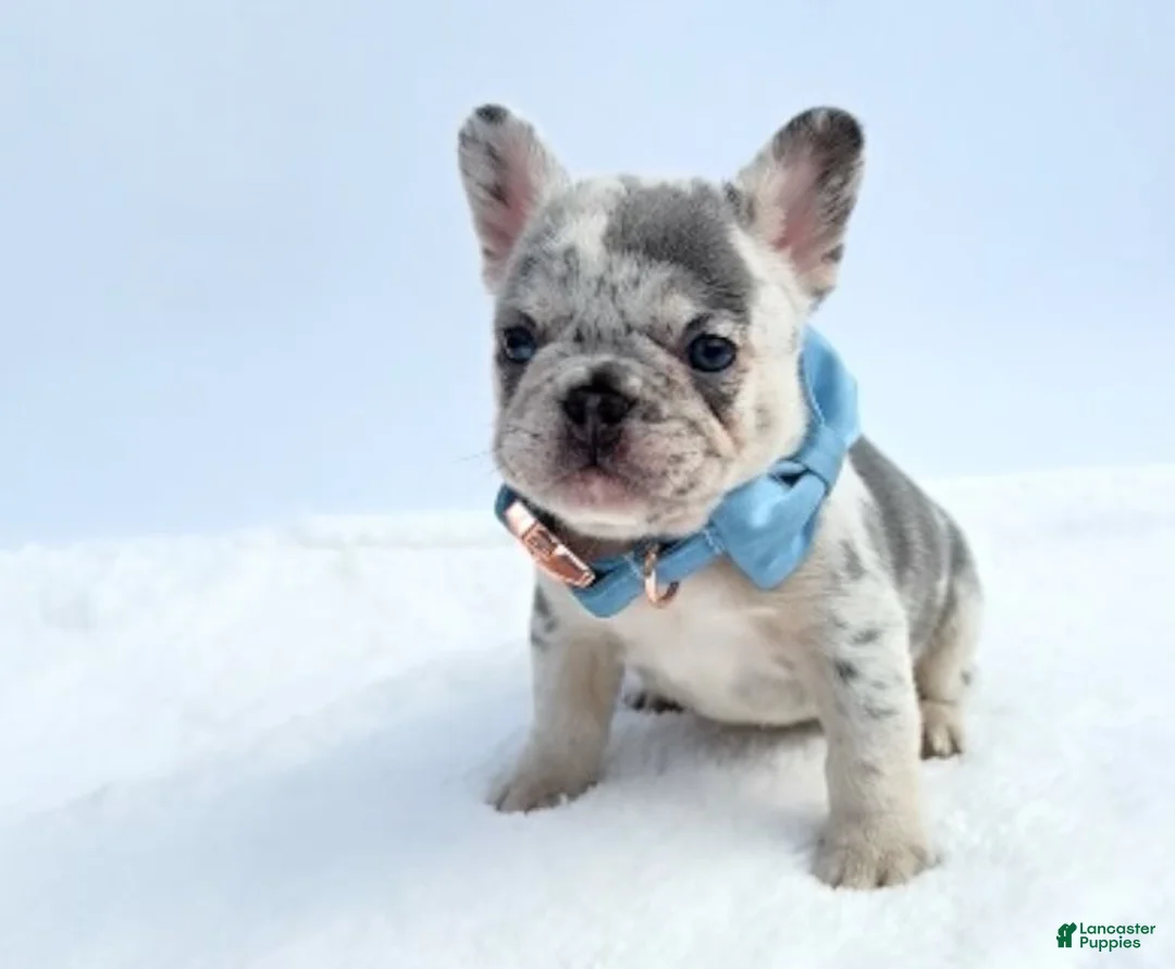 French Bulldog dogs for sale: Leon - Ad 3