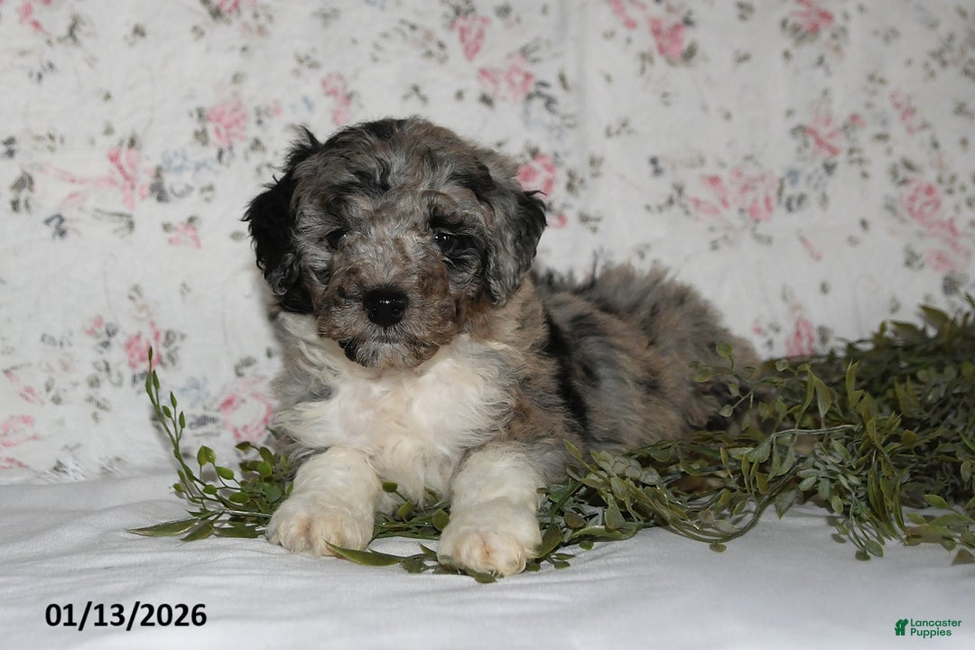 Mini Aussiedoodle dogs for sale: Alex - Ad 2