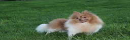 Pomeranian dogs for sale: Bentley  - Ad 17
