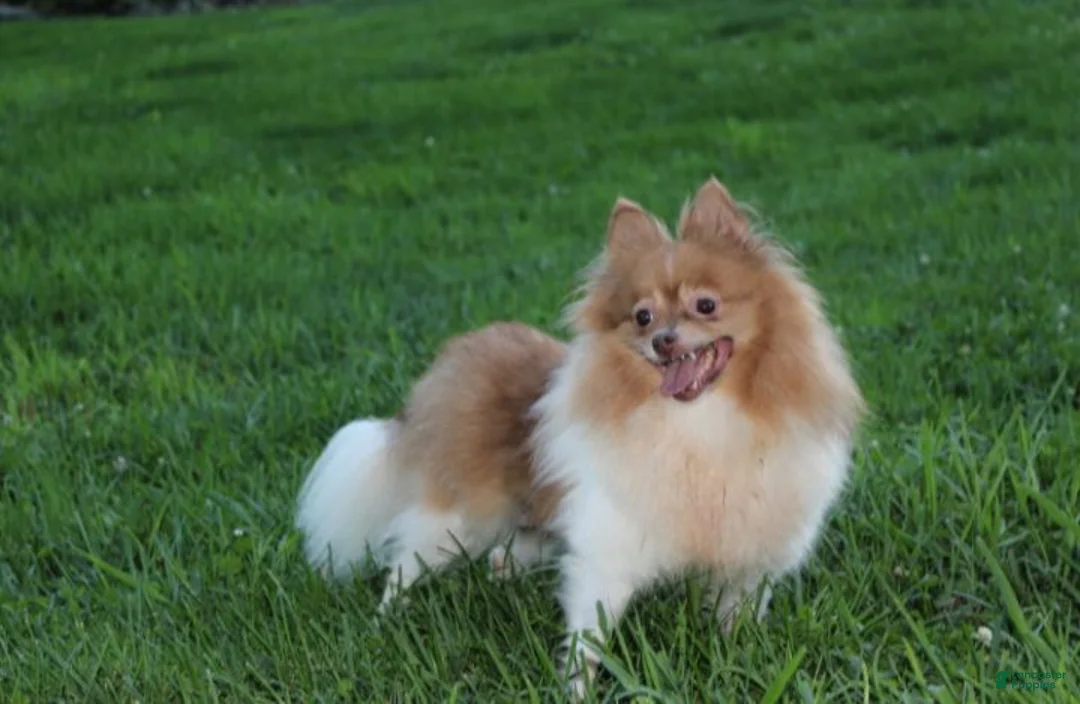 Pomeranian dogs for sale: Bentley  - Ad 17