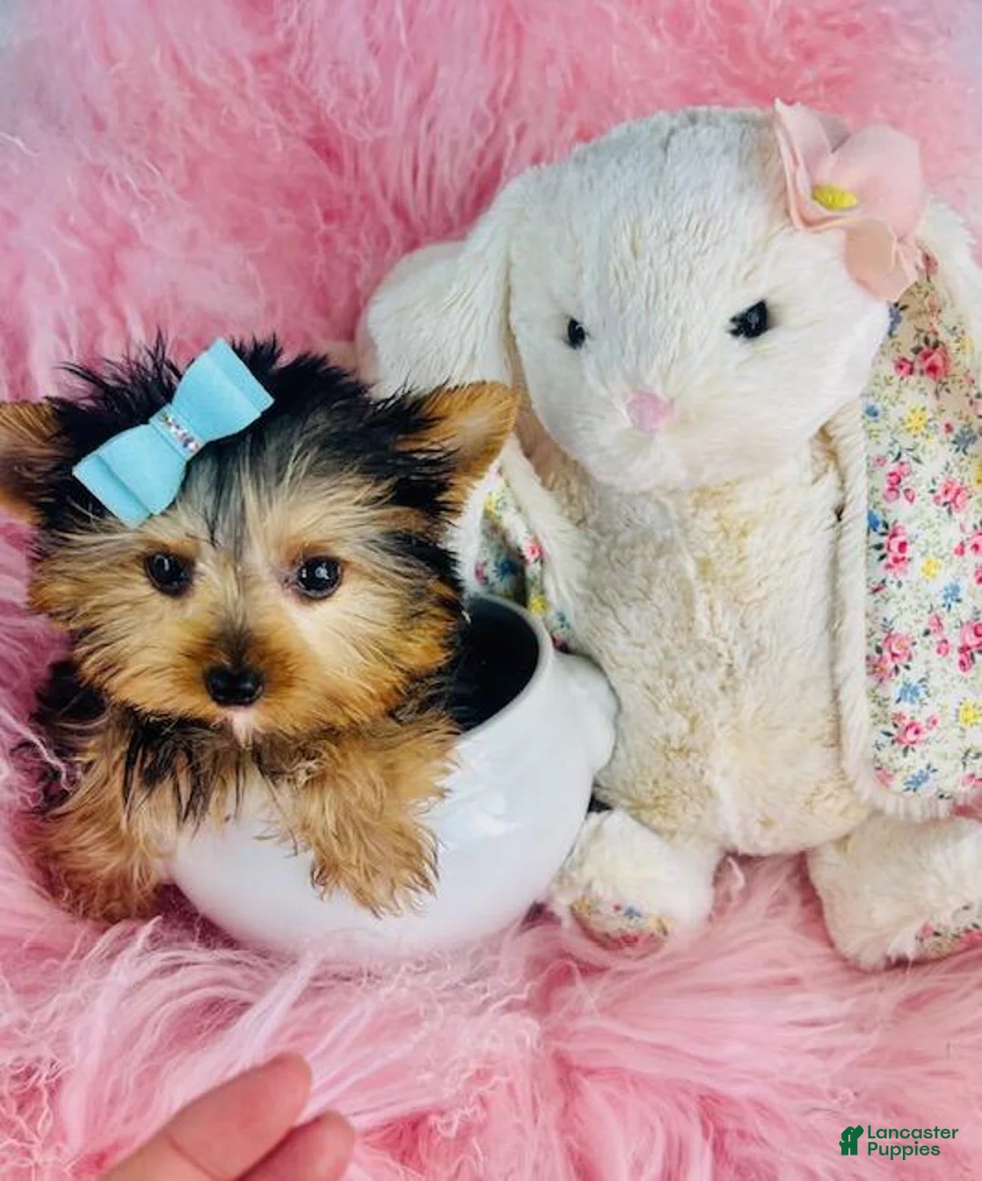 Yorkshire Terrier dogs for sale: Yorkshire Terrier 1 - Ad 1