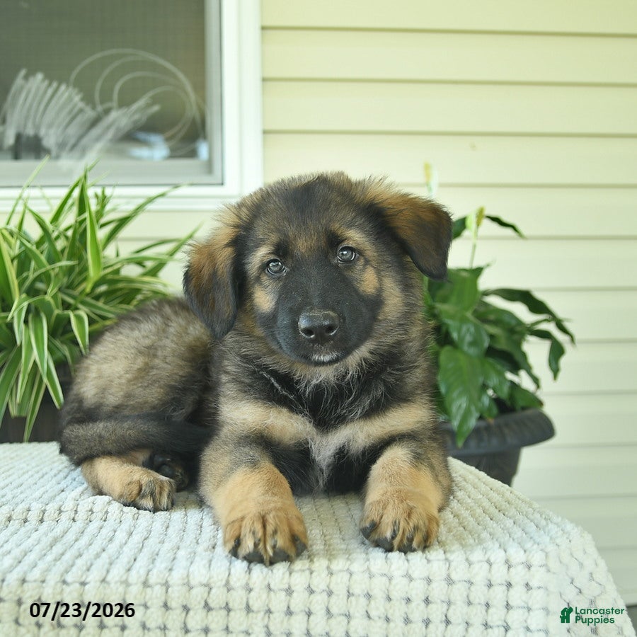 Mixed Breed dogs Raven  - Ad 2