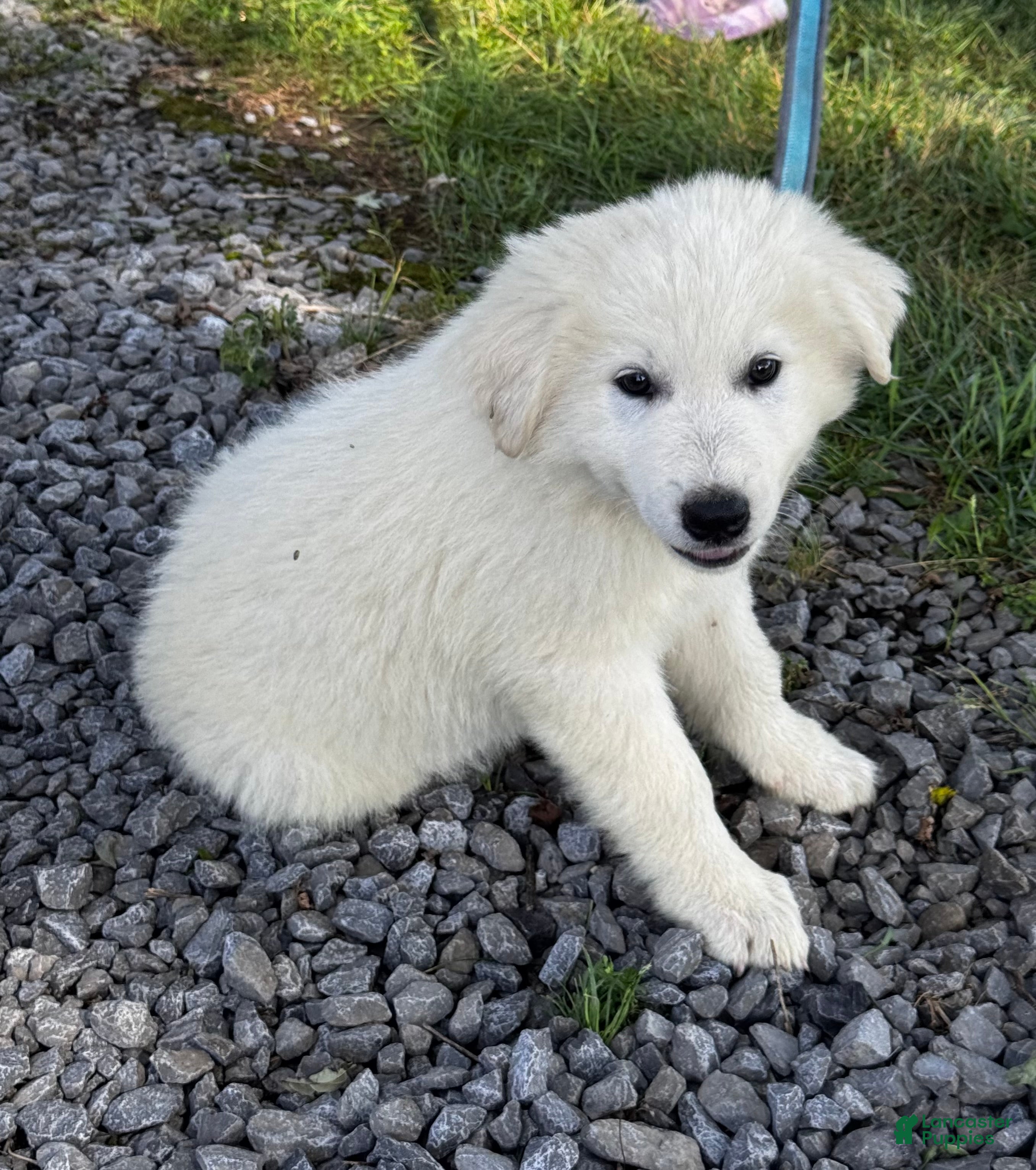 Great Pyrenees dogs Gordan - Ad 1