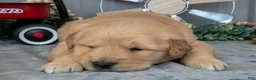 Golden Retriever dogs for sale: Chino - Ad 3