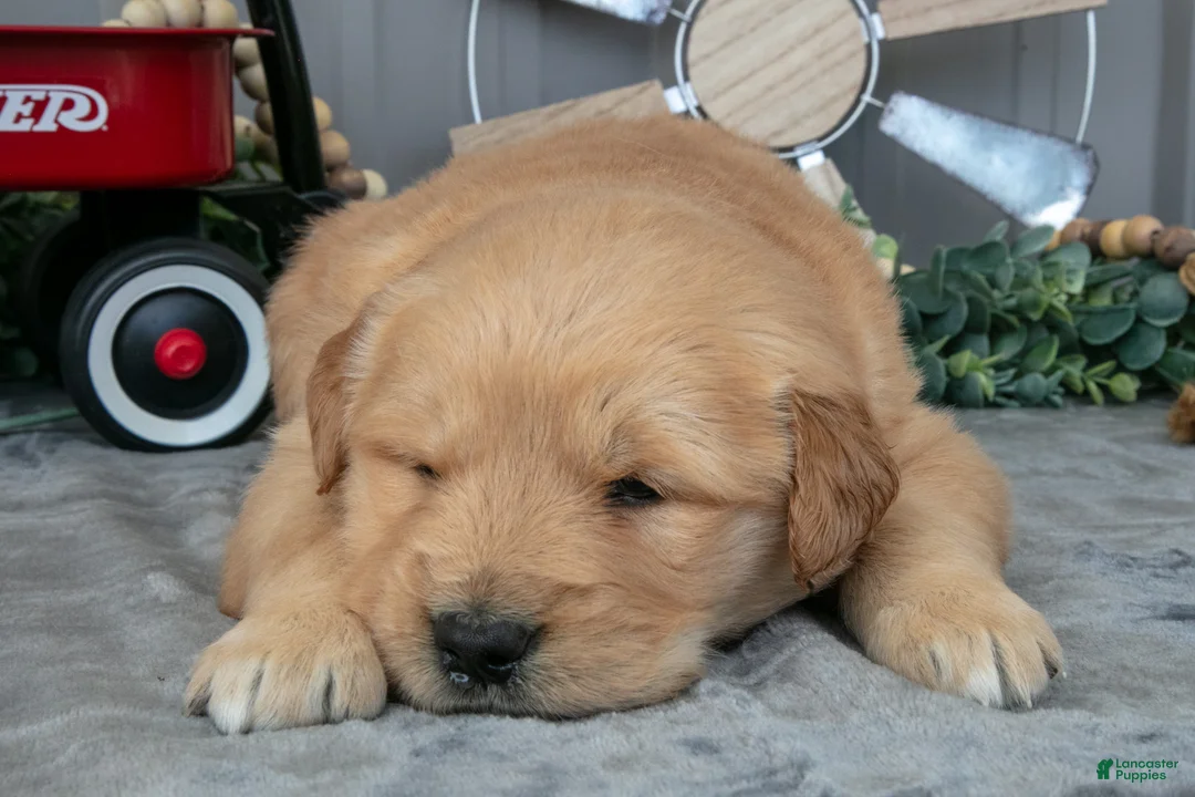 Golden Retriever dogs for sale: Chino - Ad 3