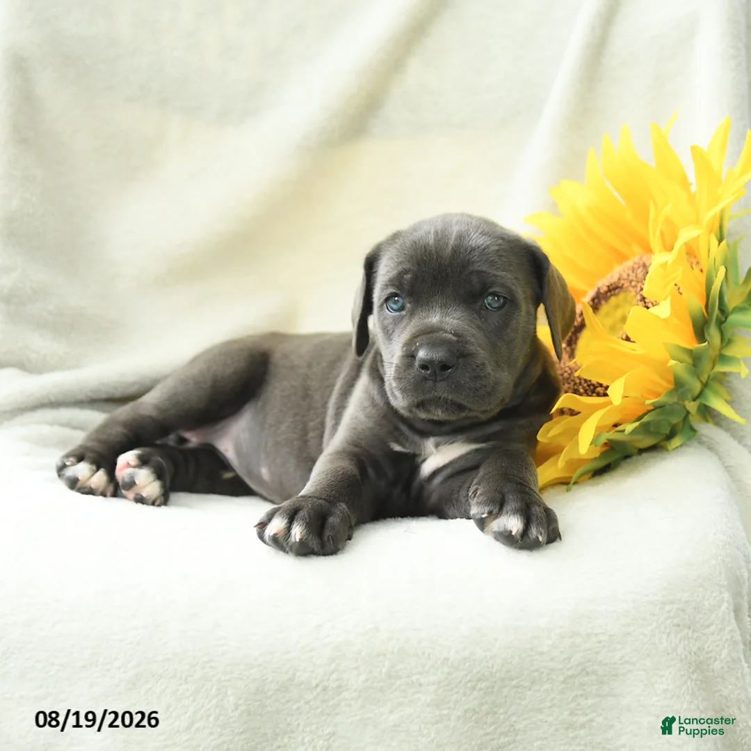 Cane Corso dogs for sale: Buttons - Ad 2