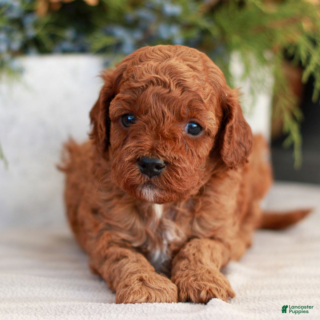Cavapoo dogs for sale: Molly  - Ad 4
