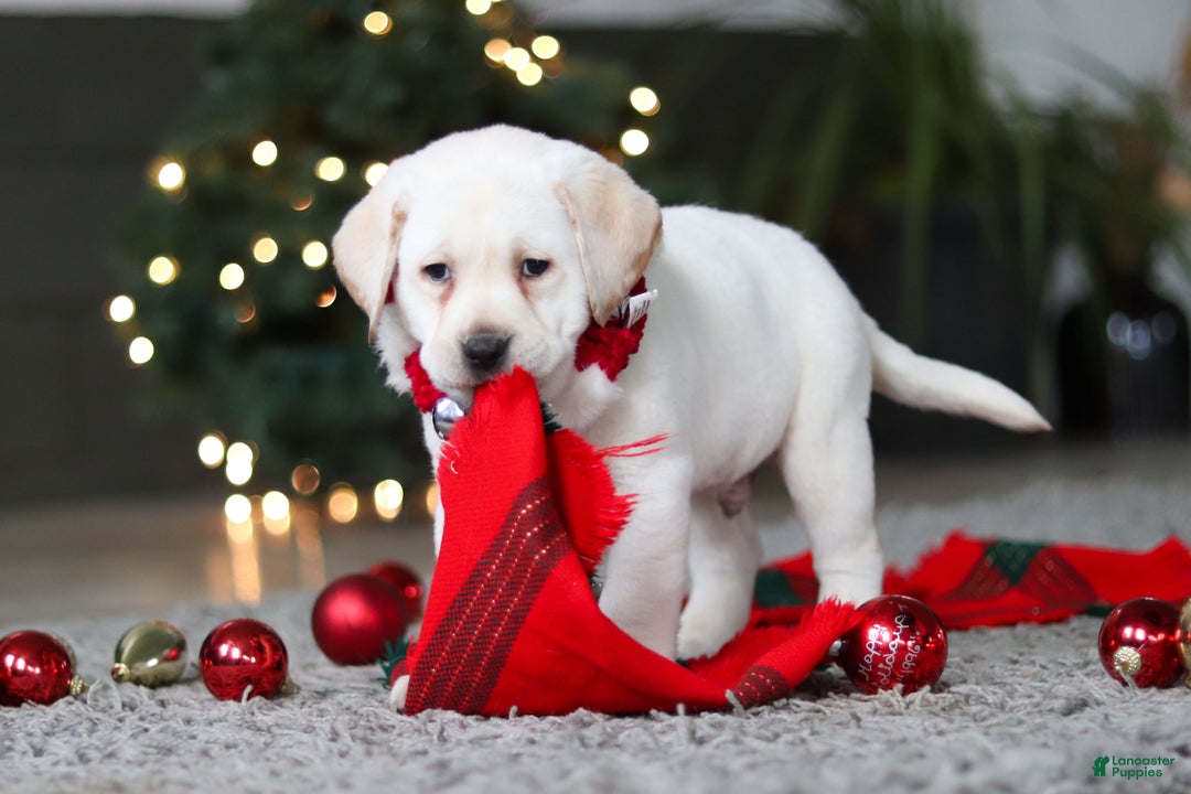 Labrador Retriever dogs for sale: Buddy - Ad 11