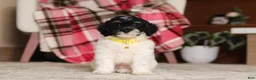 Miniature Poodle dogs for sale: Maverick (AKC) - Ad 6
