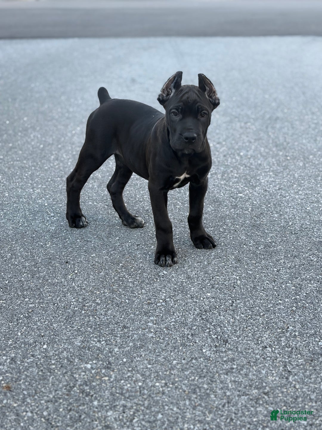 Cane Corso dogs for sale: Vanilla  - Ad 1