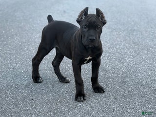 Cane Corso dogs Vanilla - Ad 5