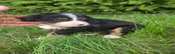 Bernedoodle dogs for sale: Bernedoodle orange - Ad 9
