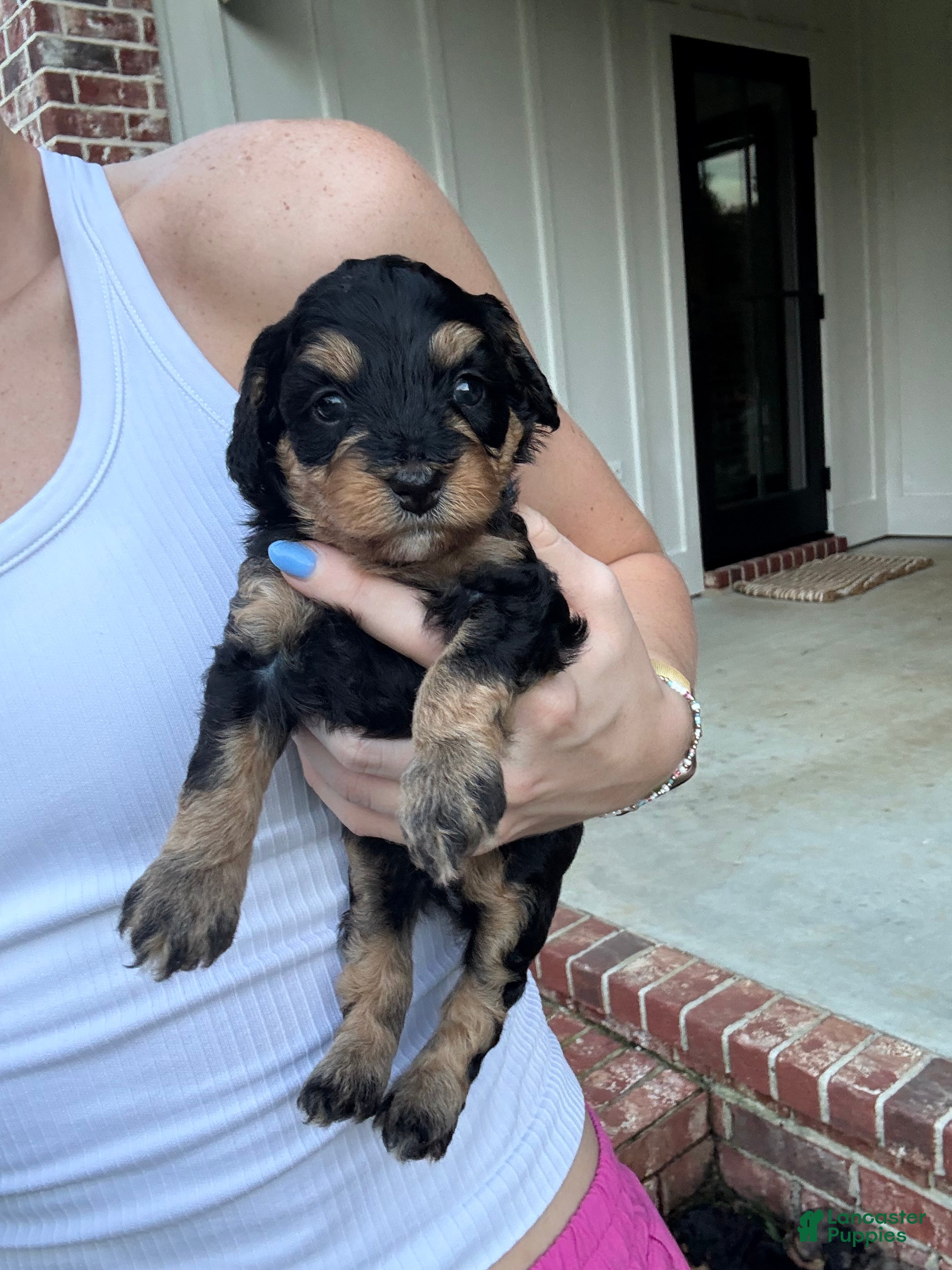Mini Aussiedoodle dogs Truffle - Ad 1