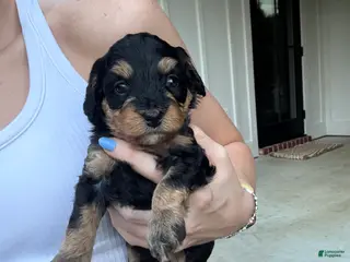 Mini Aussiedoodle dogs for sale: Truffle - Ad 3